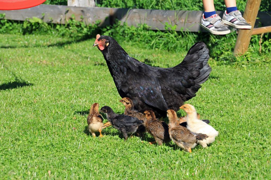 Stiflerhof Daire Falzes Dış mekan fotoğraf